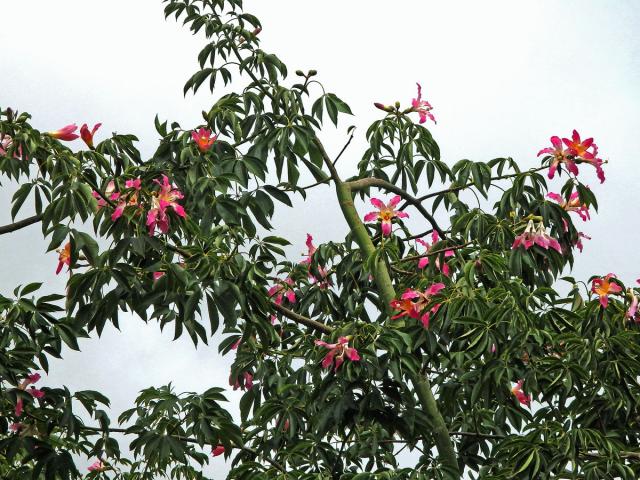 Chorisia speciosa St.-Hil.