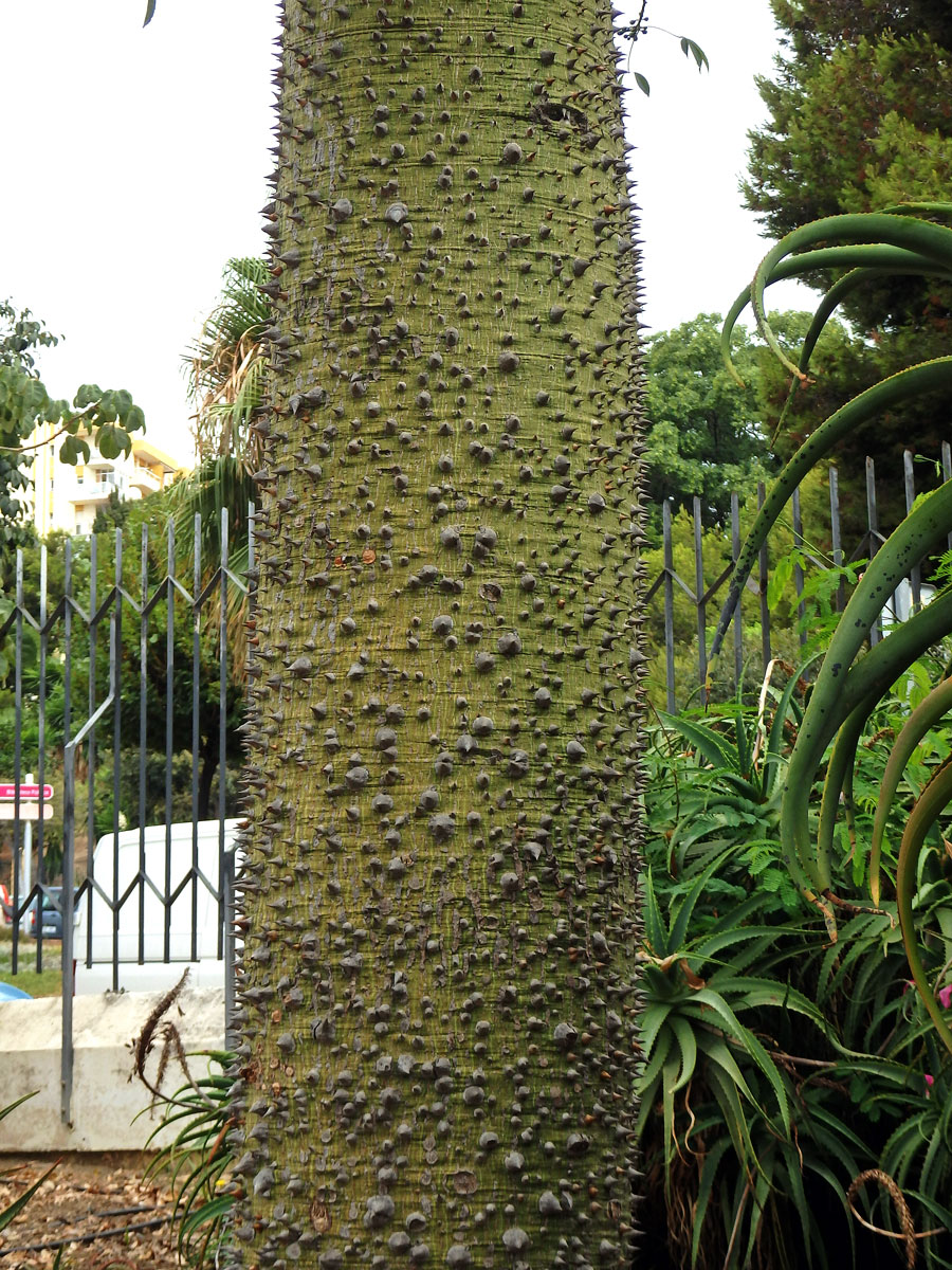 Chorisia speciosa St.-Hil.