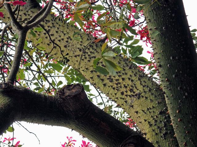 Chorisia speciosa St.-Hil.