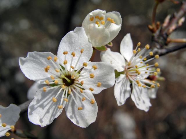 Slivoň obecná (Prunus insititia L.)