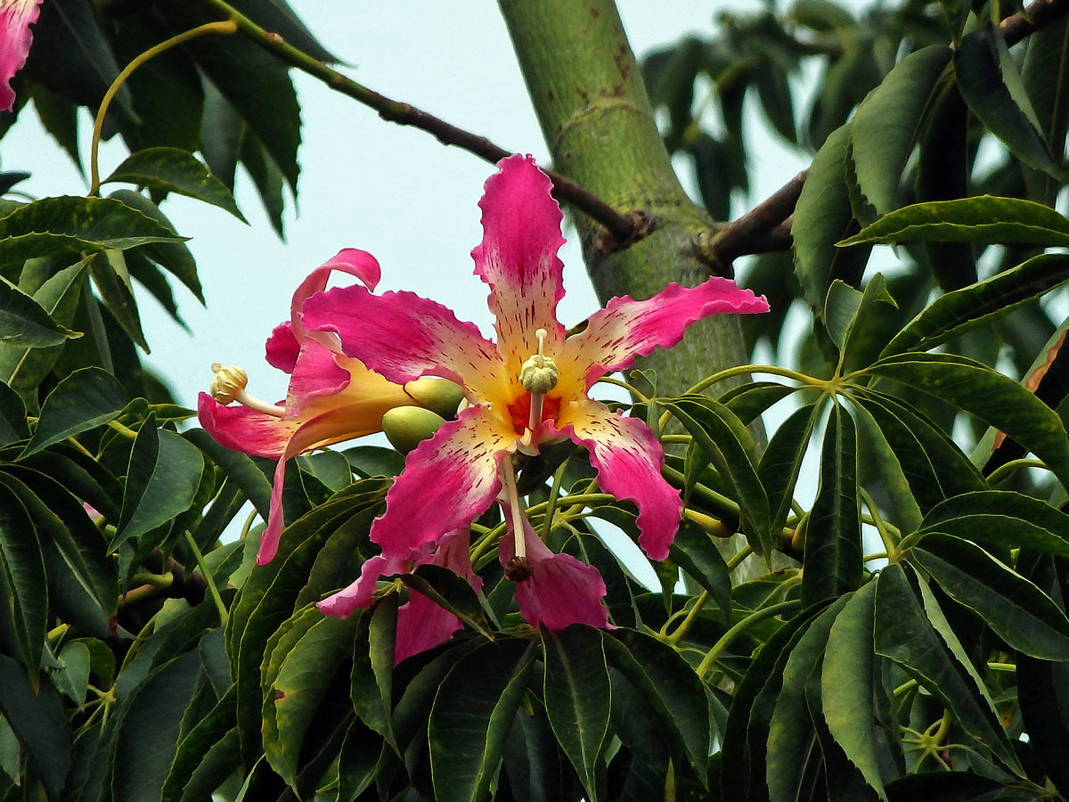 Chorisia speciosa St.-Hil.