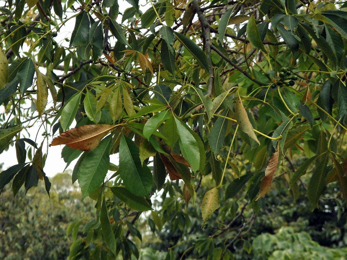 Chorisia speciosa St.-Hil.