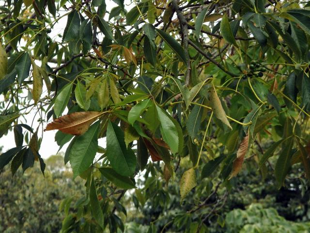 Chorisia speciosa St.-Hil.