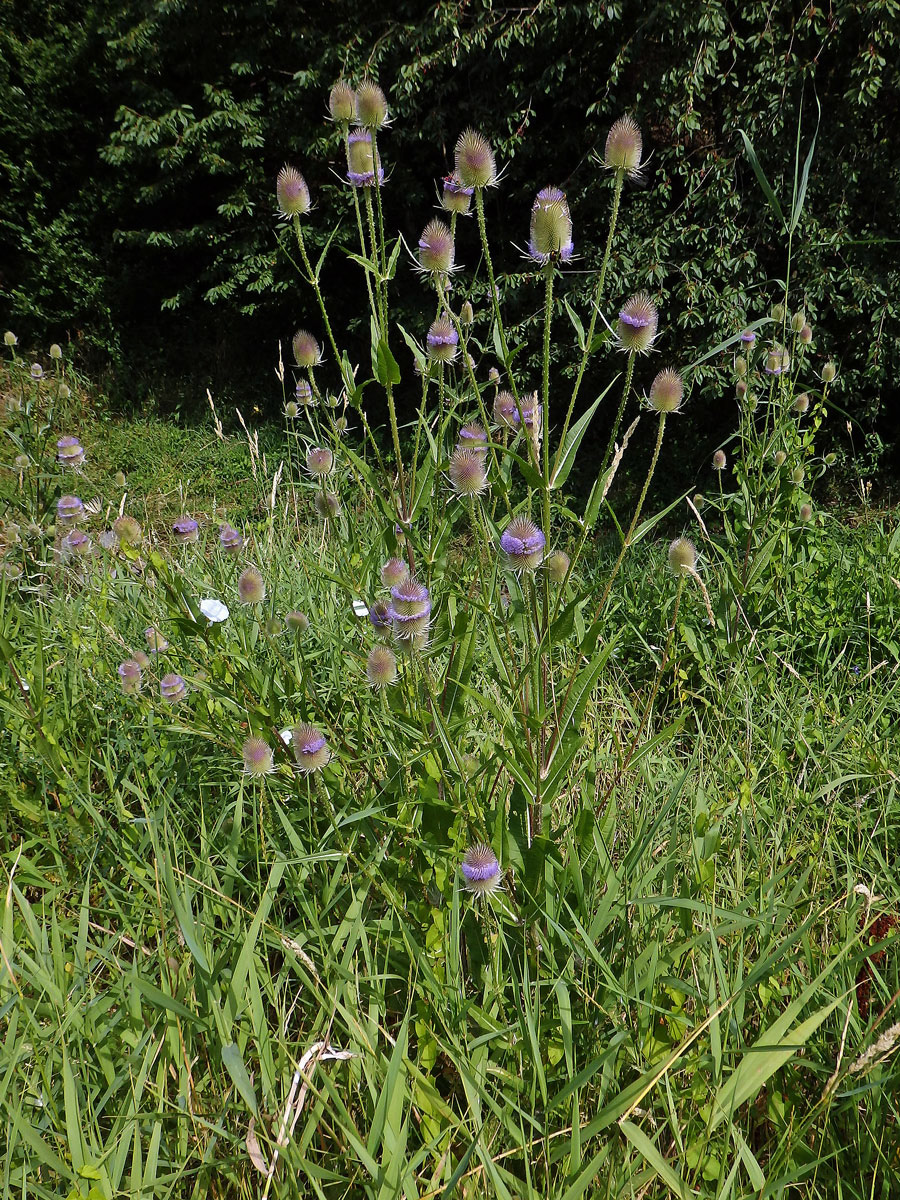 Štětka planá (Dipsacus fullonum L.)