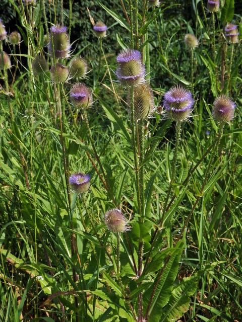 Štětka planá (Dipsacus fullonum L.)