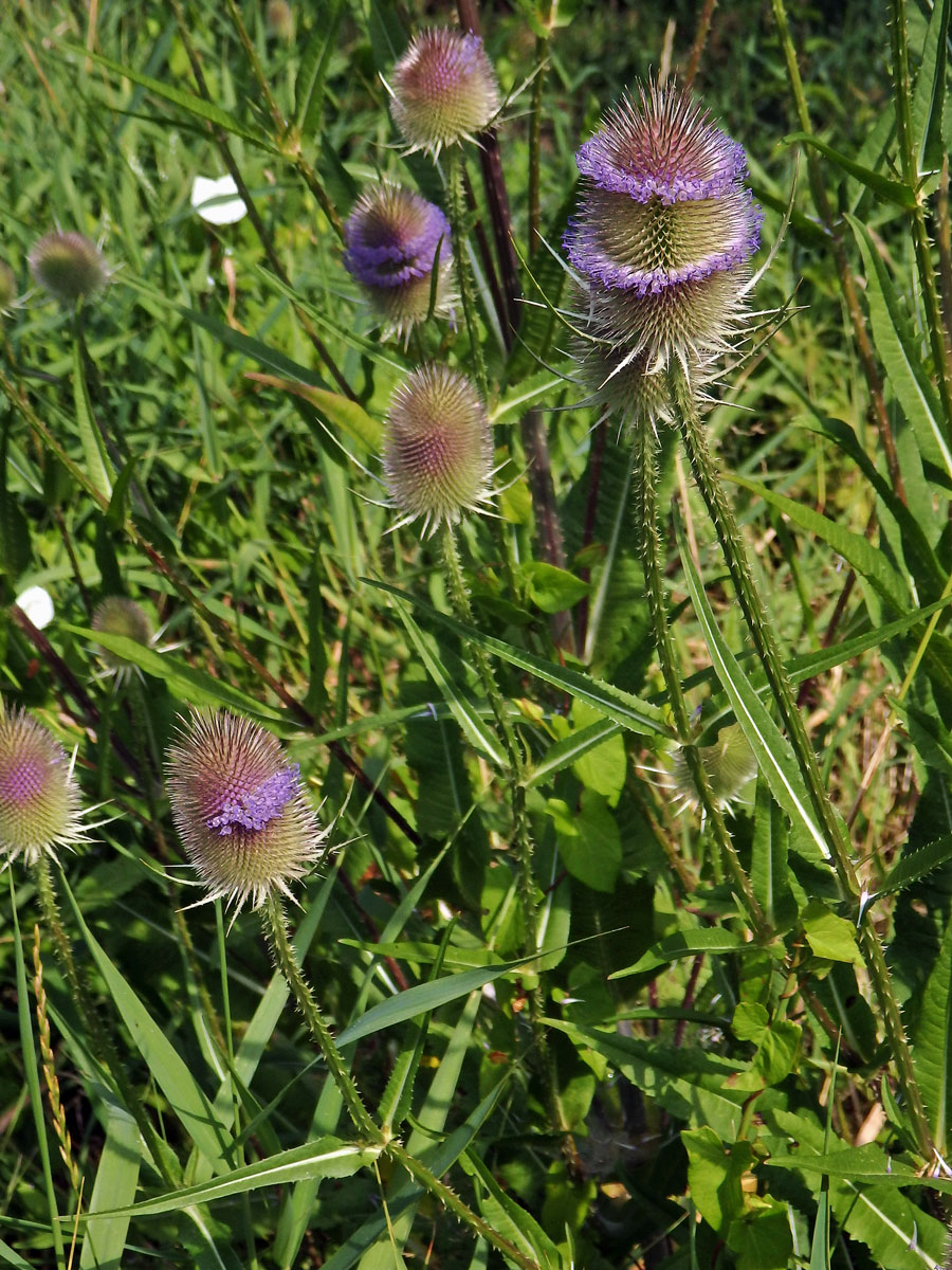 Štětka planá (Dipsacus fullonum L.)