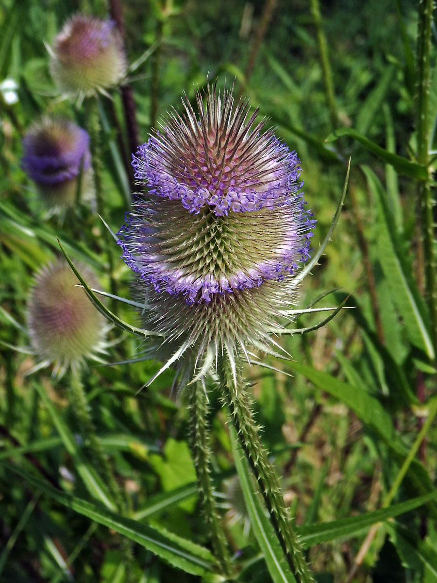 Štětka planá (Dipsacus fullonum L.)