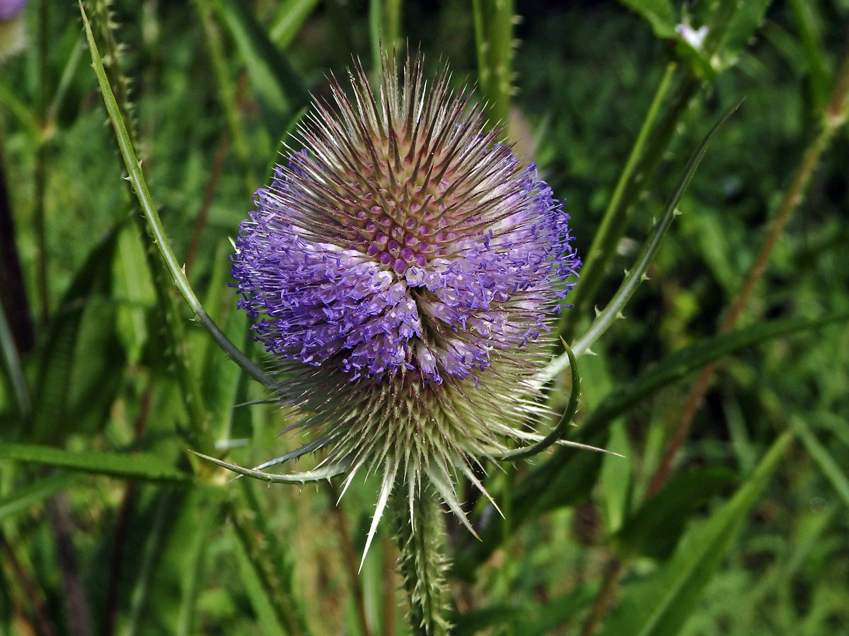 Štětka planá (Dipsacus fullonum L.)