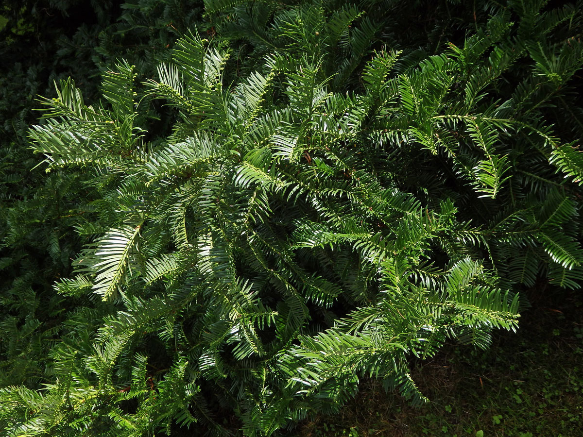 Hlavotis peckovitý (Cephalotaxus harringtonia (Knight ex Forbes) K. Koch)