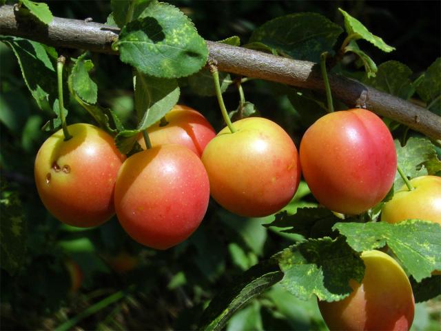 Slivoň obecná (Prunus insititia L.)