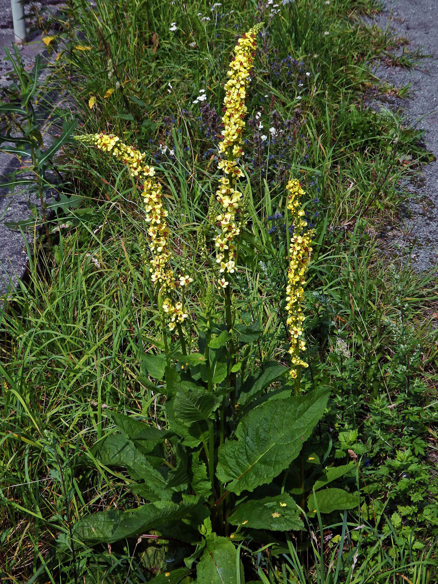 Divizna černá (Verbascum nigrum L.)