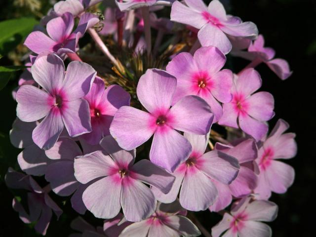 Plamenka latnatá (Phlox paniculata L.) s čtyřčetným květem (11)