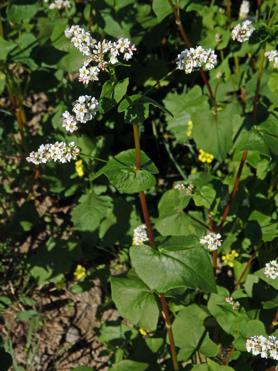 Pohanka tatarská (Fagopyrum tataricum (L.) Gaertn.)