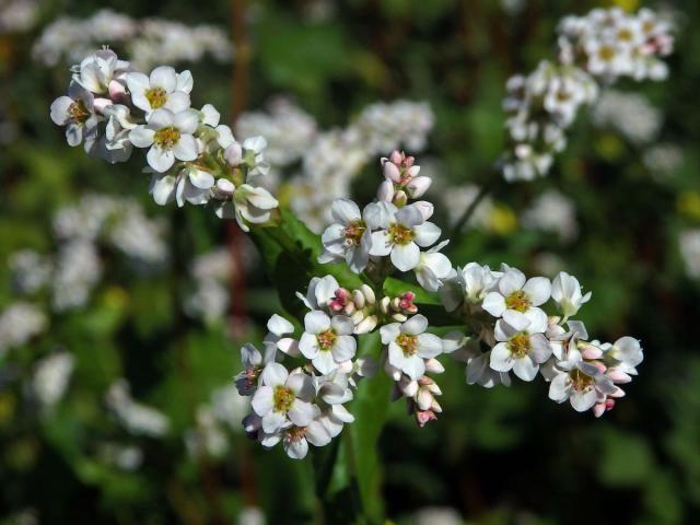 Pohanka tatarská (Fagopyrum tataricum (L.) Gaertn.)