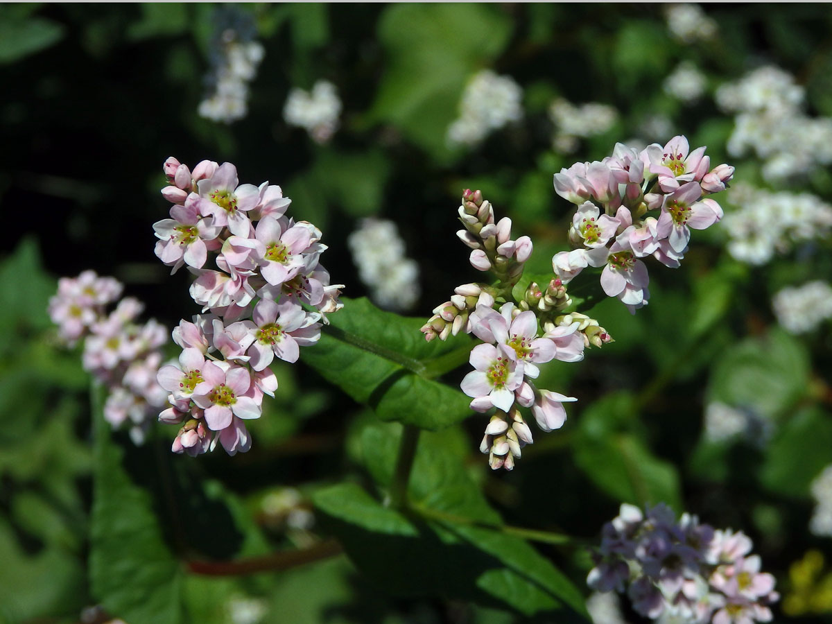 Pohanka tatarská (Fagopyrum tataricum (L.) Gaertn.)