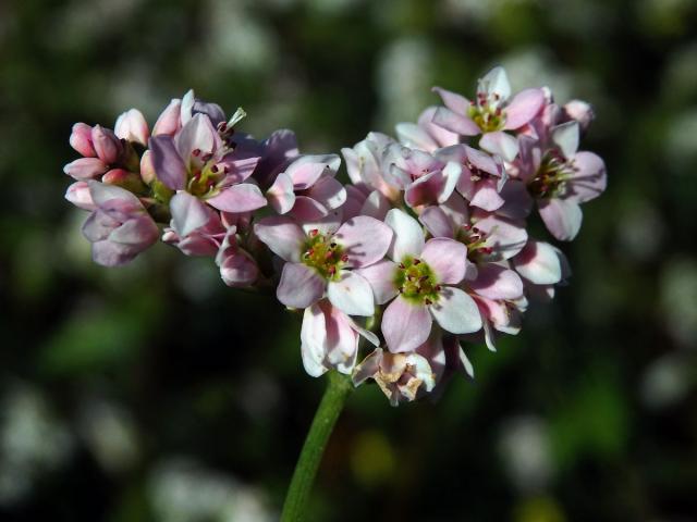 Pohanka tatarská (Fagopyrum tataricum (L.) Gaertn.)