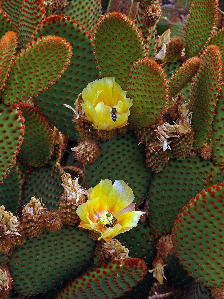 Opuncie (Opuntia microdasys (Lehmann) Pfeiffer)