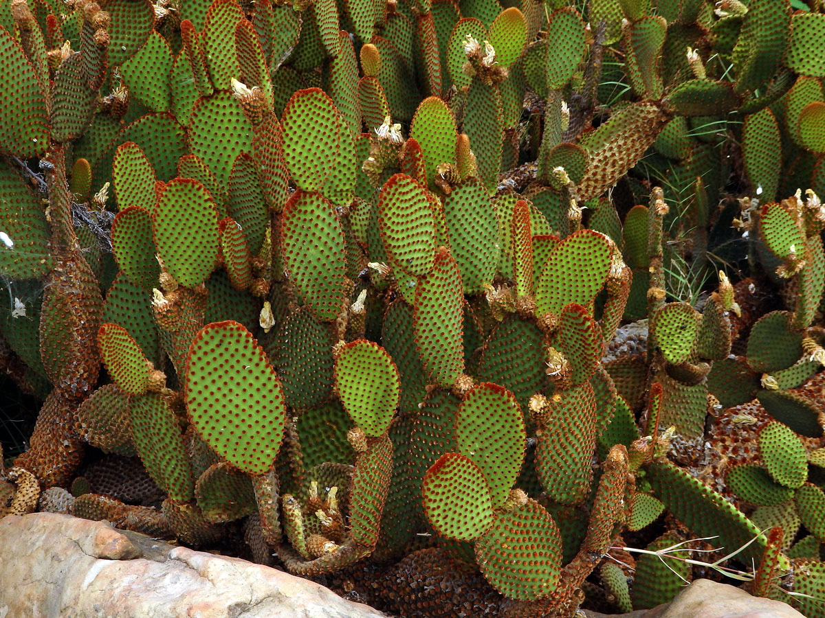 Opuncie (Opuntia microdasys (Lehmann) Pfeiffer)