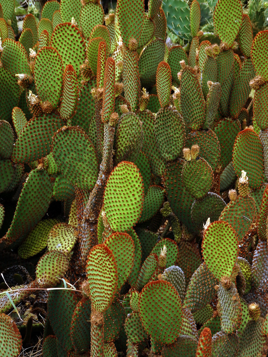 Opuncie (Opuntia microdasys (Lehmann) Pfeiffer)