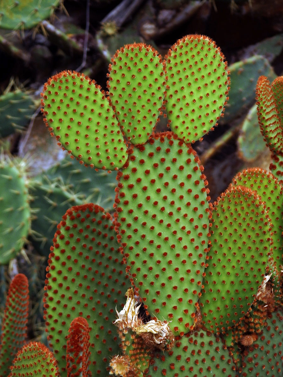 Opuncie (Opuntia microdasys (Lehmann) Pfeiffer)