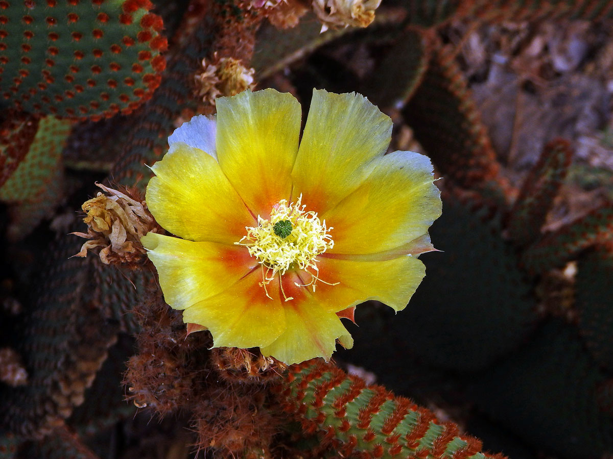 Opuncie (Opuntia microdasys (Lehmann) Pfeiffer)