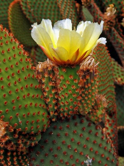 Opuncie (Opuntia microdasys (Lehmann) Pfeiffer)