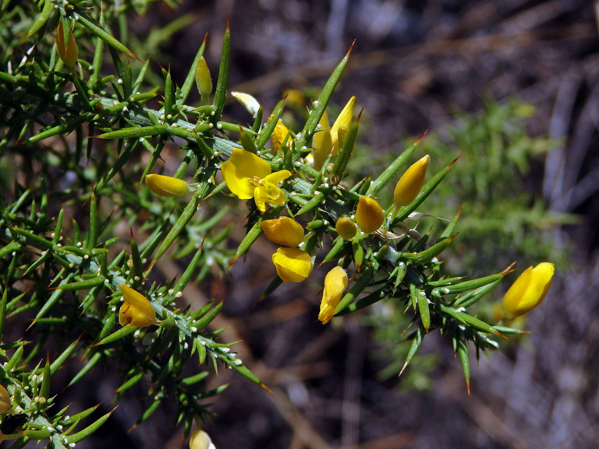 Hlodáš drobnokvětý (Ulex parviflorus Loscos & Pardo)