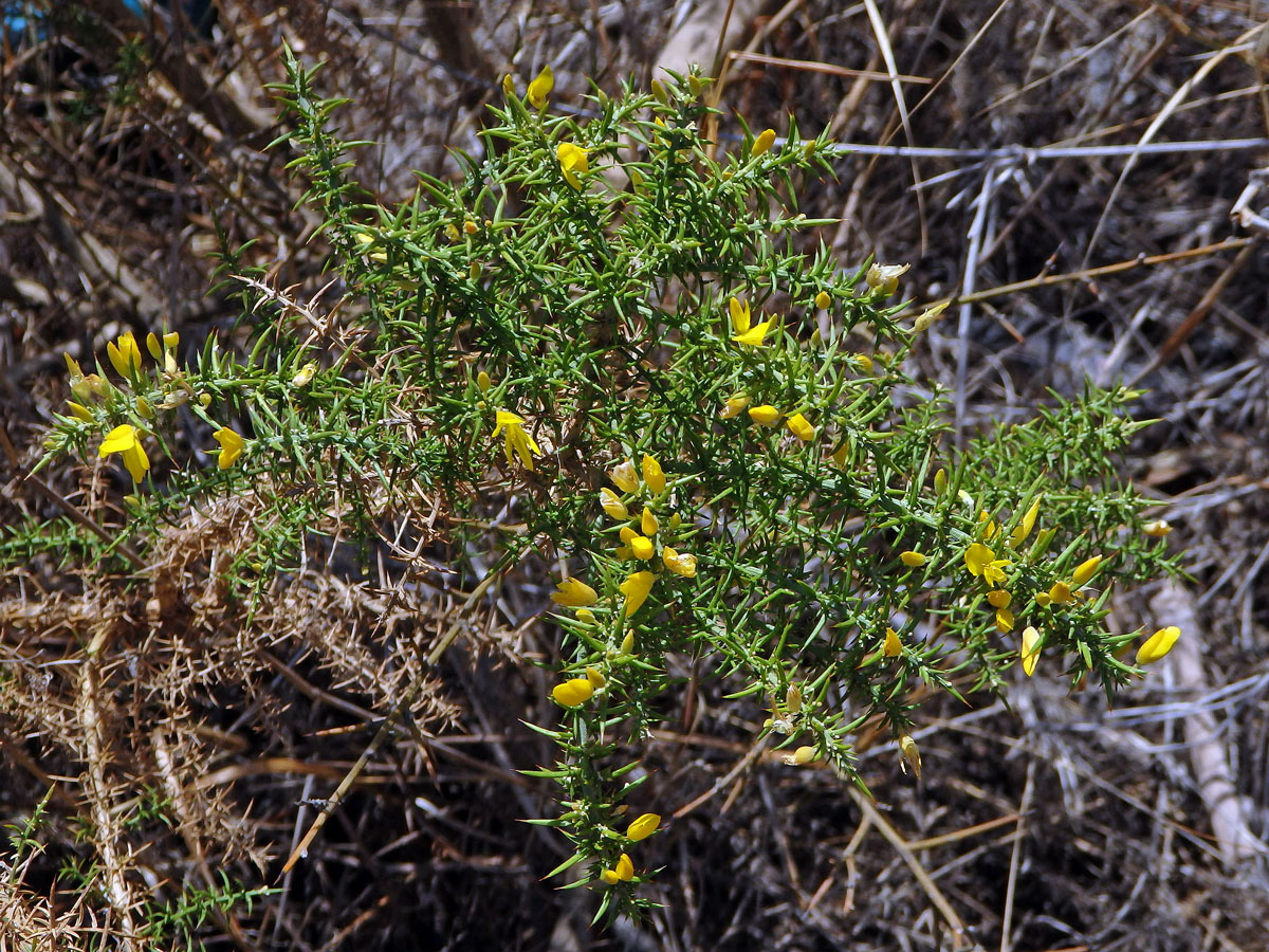 Hlodáš drobnokvětý (Ulex parviflorus Loscos & Pardo)