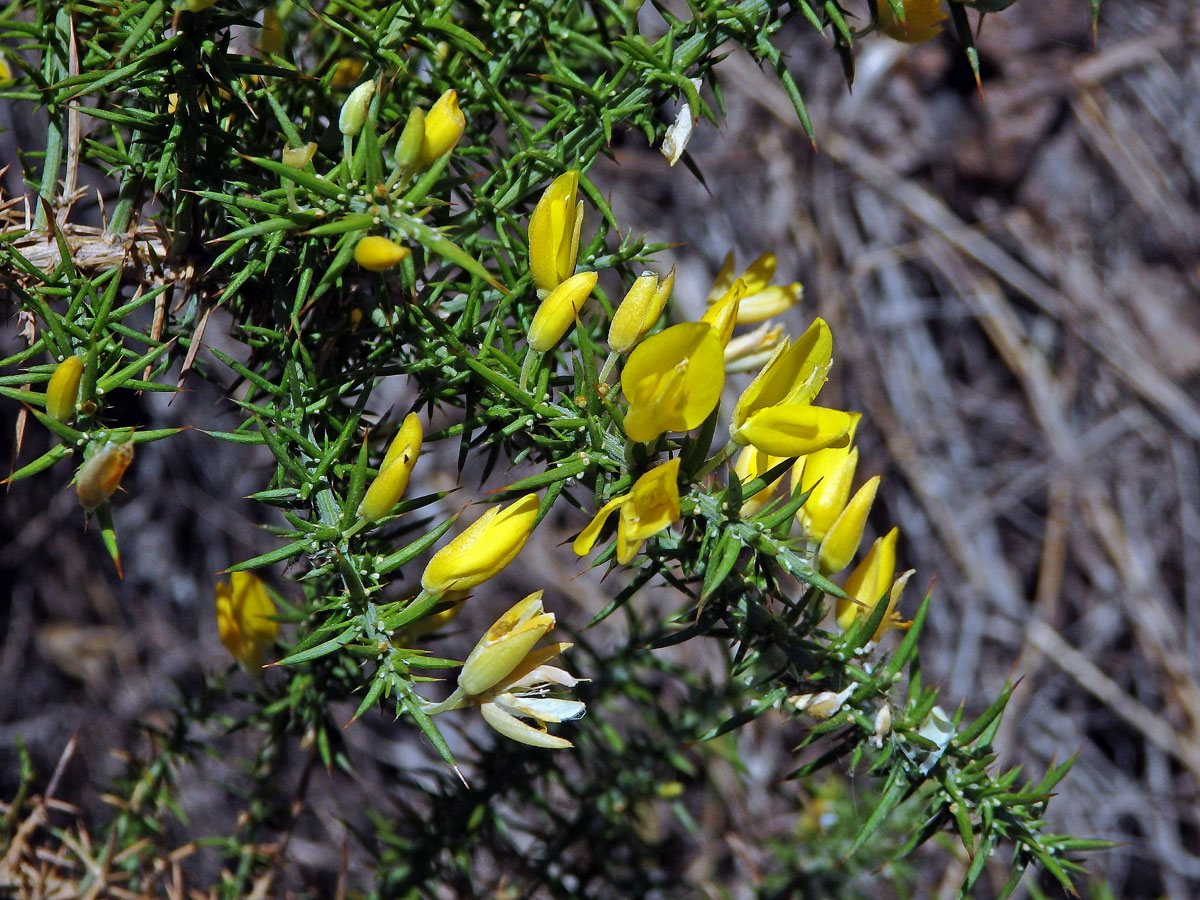 Hlodáš drobnokvětý (Ulex parviflorus Loscos & Pardo)