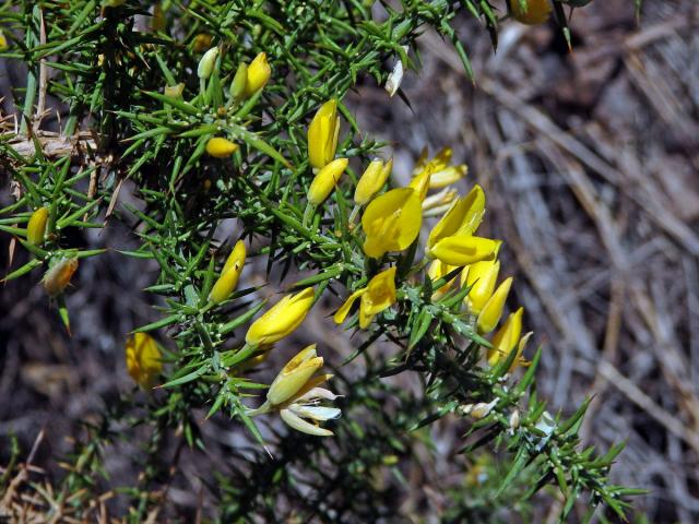 Hlodáš drobnokvětý (Ulex parviflorus Loscos & Pardo)