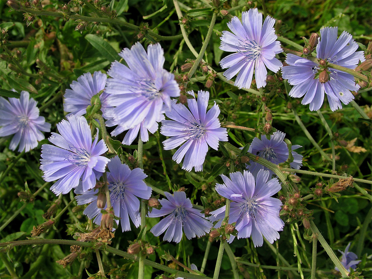 Čekanka obecná (Cichorium intybus L.)