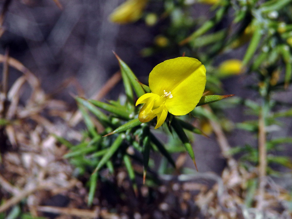 Hlodáš drobnokvětý (Ulex parviflorus Loscos & Pardo)