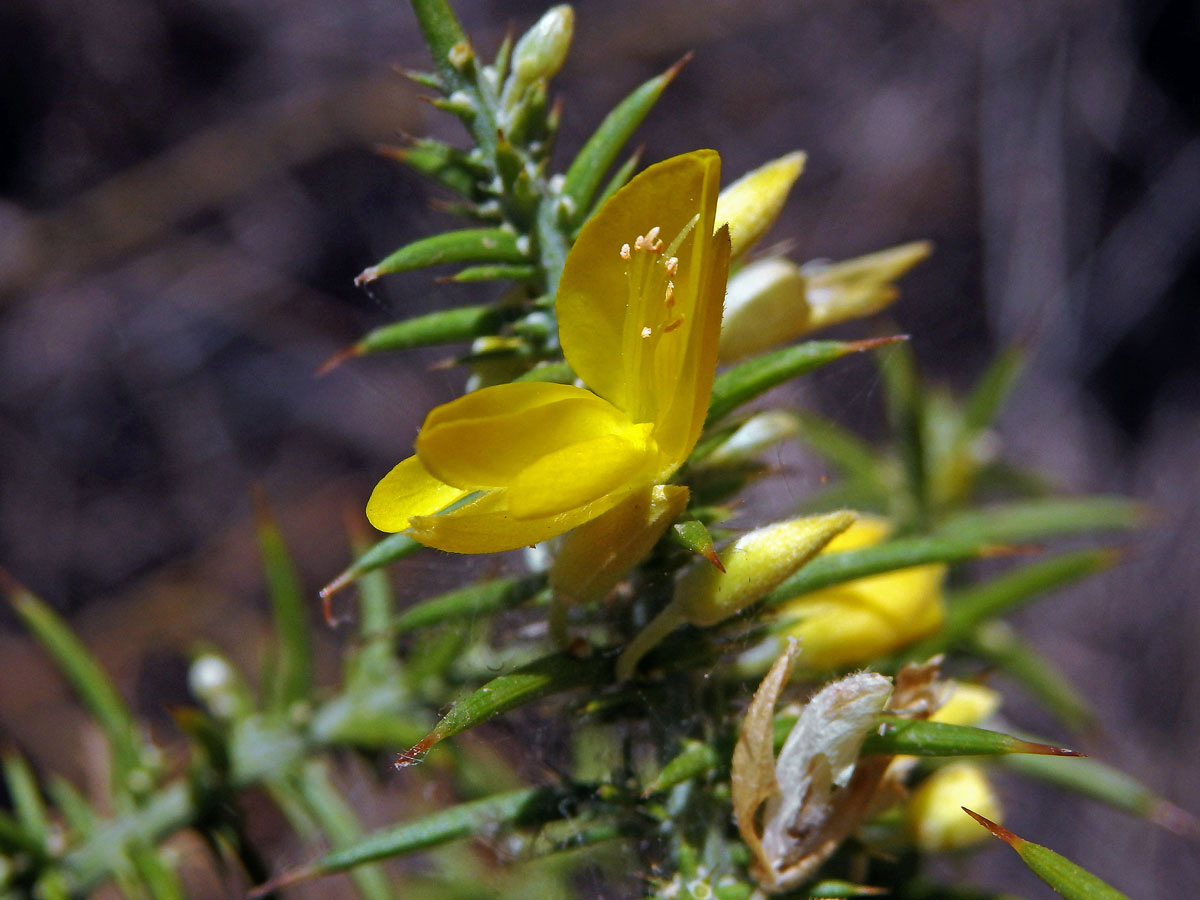 Hlodáš drobnokvětý (Ulex parviflorus Loscos & Pardo)