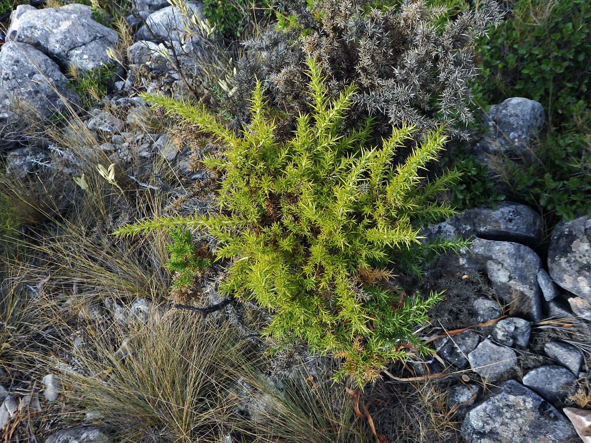 Hlodáš drobnokvětý (Ulex parviflorus Loscos & Pardo)