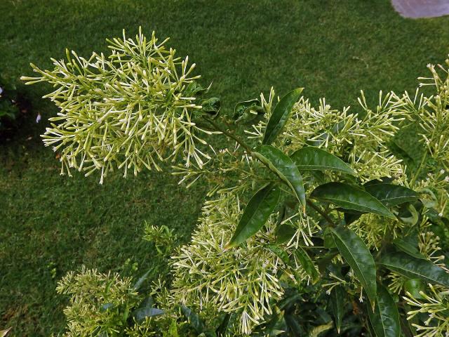 Kladivník noční (Cestrum nocturnum L.)