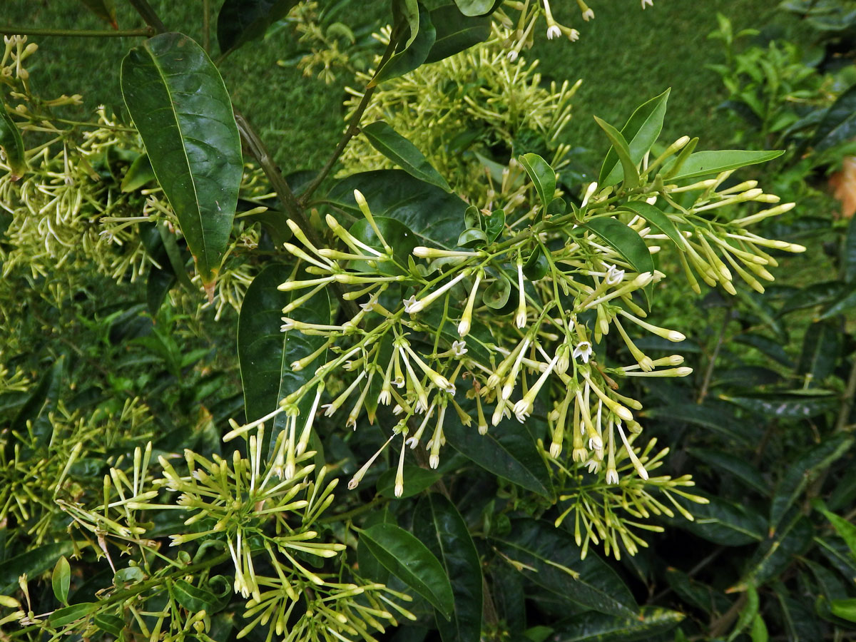 Kladivník noční (Cestrum nocturnum L.)