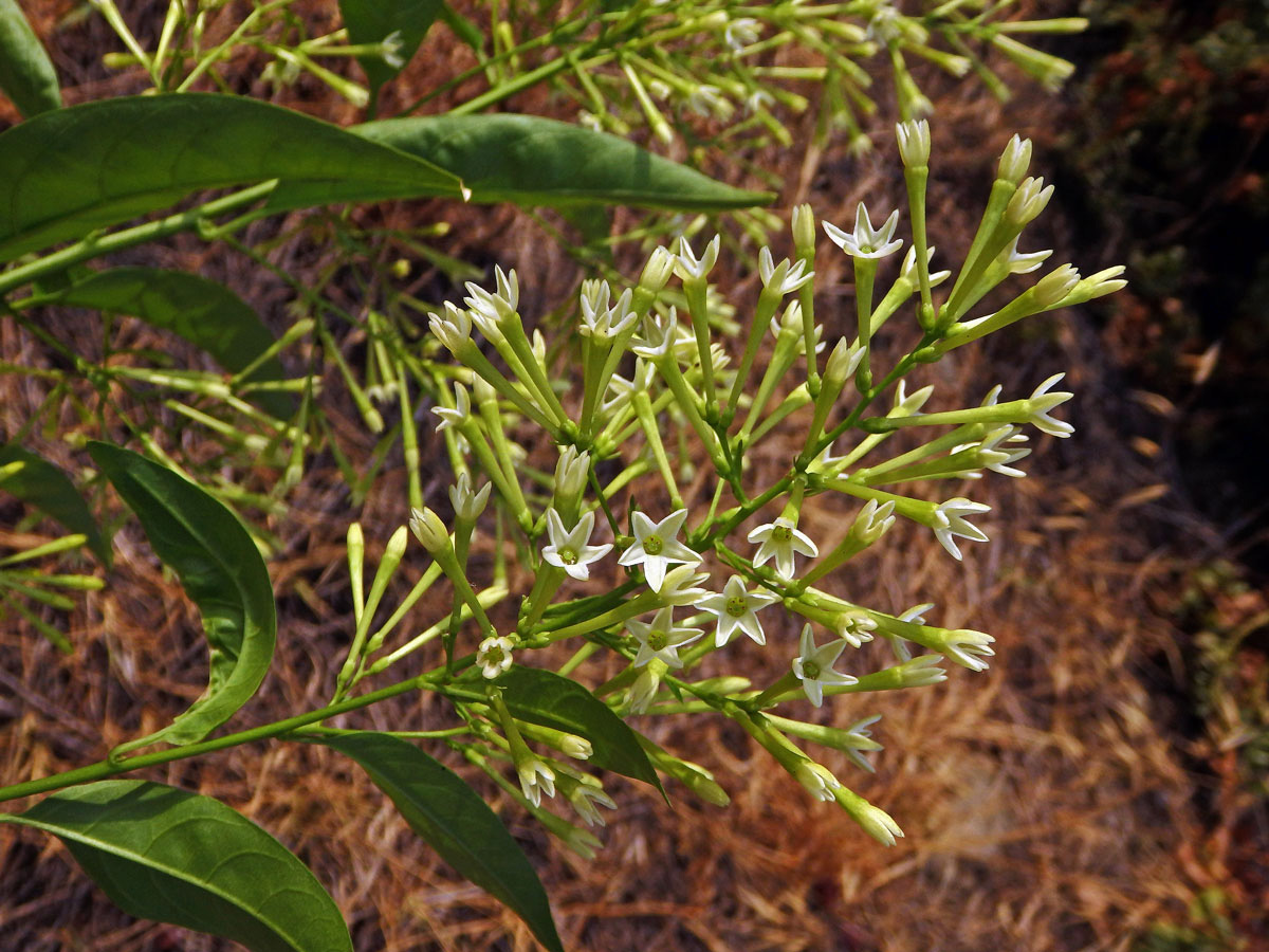 Kladivník noční (Cestrum nocturnum L.)