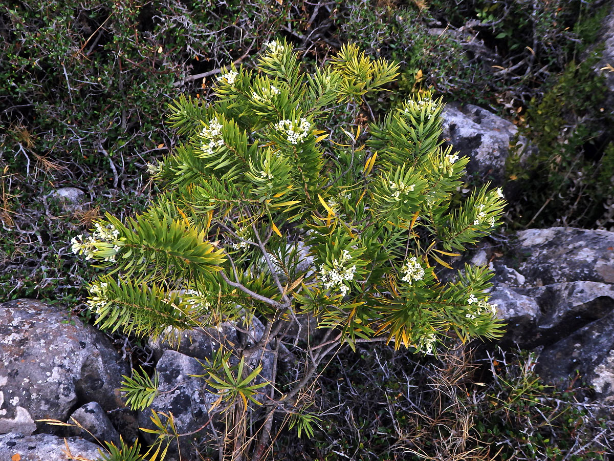 Lýkovec podzimní (Daphne gnidium L.)