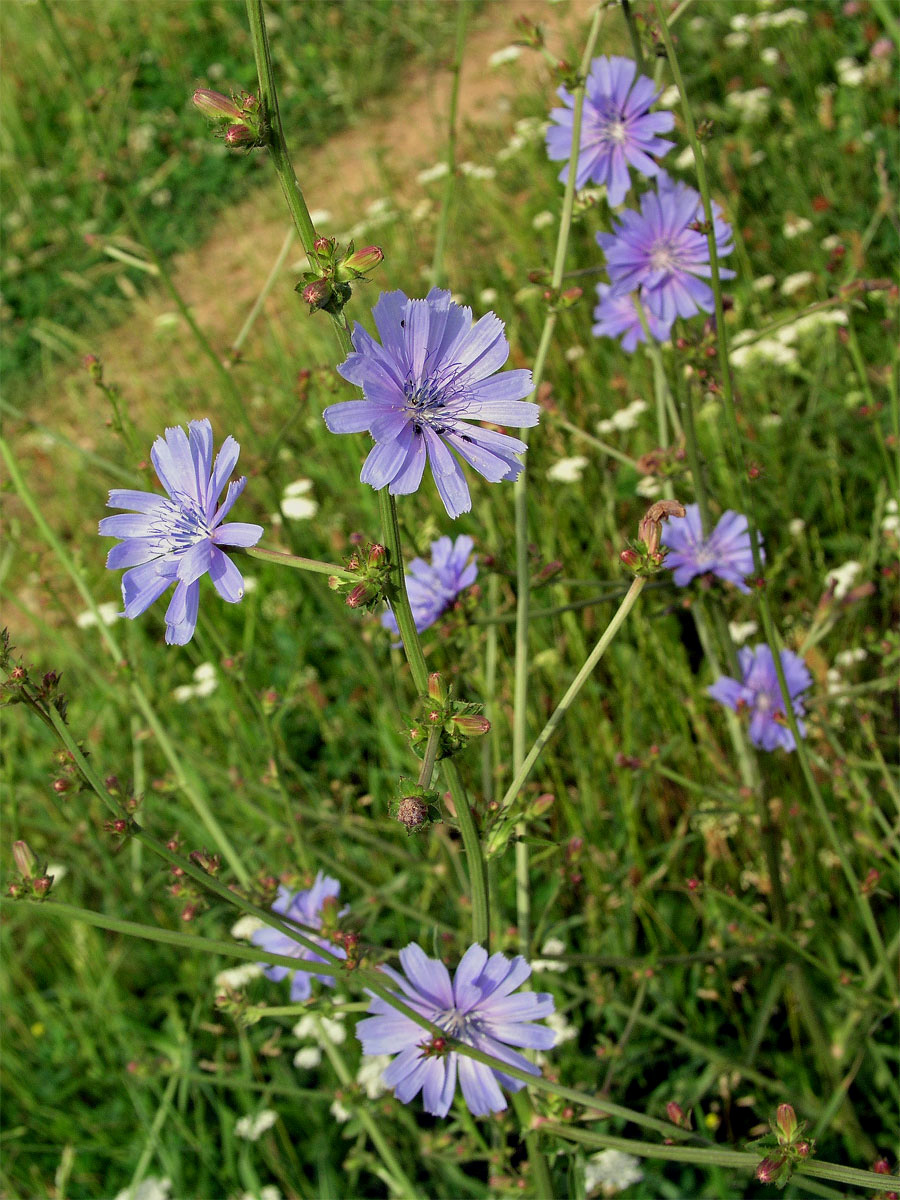 Čekanka obecná (Cichorium intybus L.)