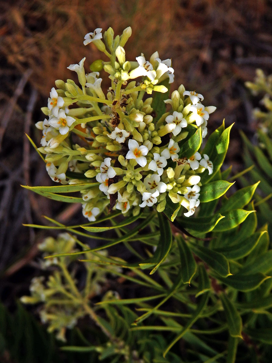 Lýkovec podzimní (Daphne gnidium L.)