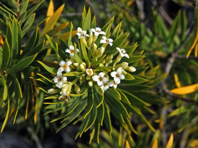 Lýkovec podzimní (Daphne gnidium L.)