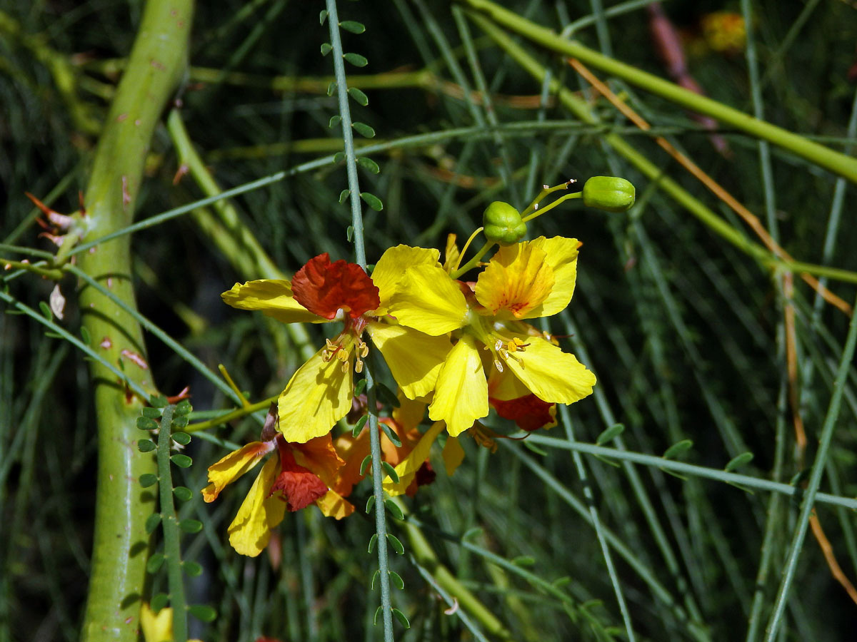 Parkinsonie pichlavá (Parkinsonia aculeata L.)