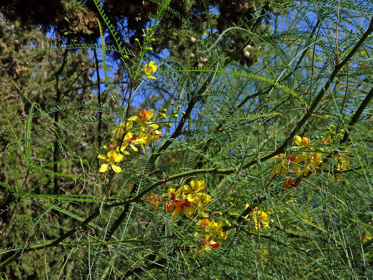 Parkinsonie pichlavá (Parkinsonia aculeata L.)