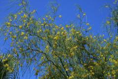 Parkinsonie pichlavá (Parkinsonia aculeata L.)