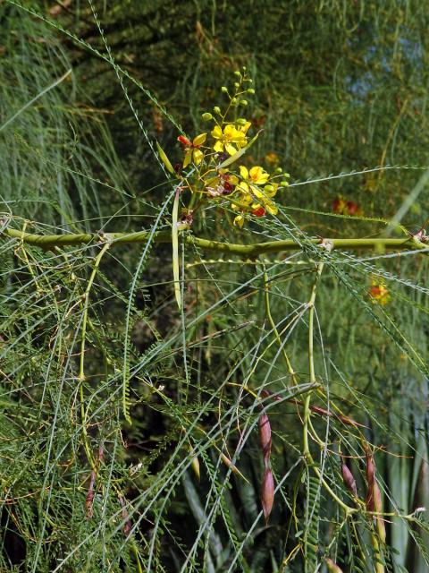 Parkinsonie pichlavá (Parkinsonia aculeata L.)