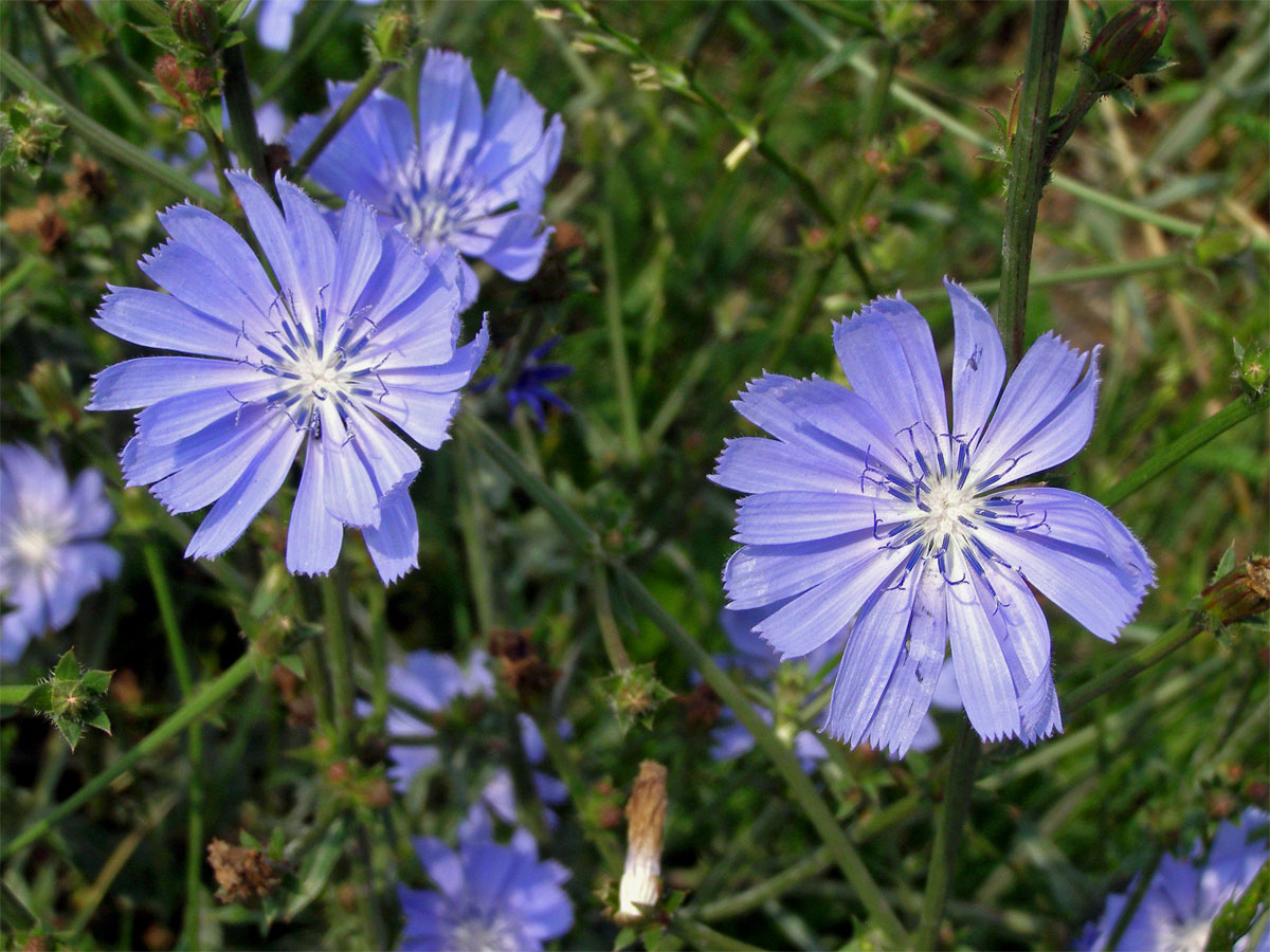 Čekanka obecná (Cichorium intybus L.)