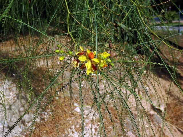 Parkinsonie pichlavá (Parkinsonia aculeata L.)