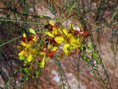 Parkinsonie pichlavá (Parkinsonia aculeata L.)