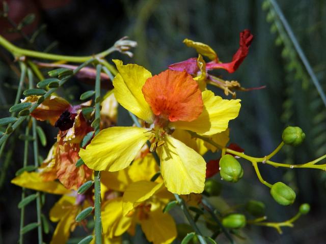 Parkinsonie pichlavá (Parkinsonia aculeata L.)