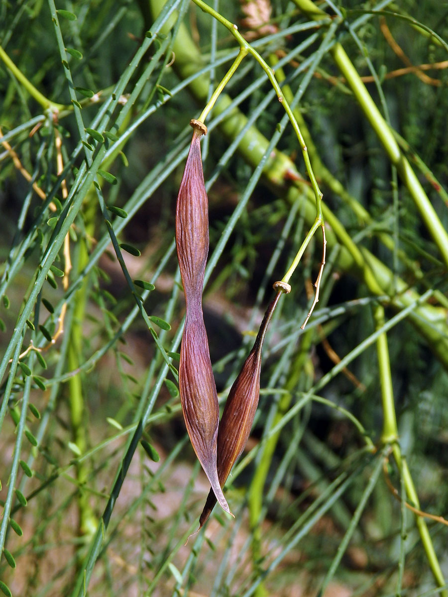 Parkinsonie pichlavá (Parkinsonia aculeata L.)